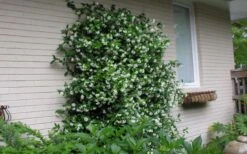 Star Jasmine Vine (Trachelospermum Jasminoides) - 6 Pack Of 1 Gallon Pots -Plant Shop Picture Jasmine Confederate On Trellis