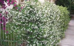 Confederate Jasmine Vine (Trachelospermum Jasminoides) - 6 Pack Of 1 Gallon Pots -Plant Shop Picture Jasmine Confederate Vine 1 1
