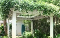 Star Jasmine Vine (Trachelospermum Jasminoides) - 6 Pack Of 1 Gallon Pots -Plant Shop Picture Jasmine Confederate Vine 2