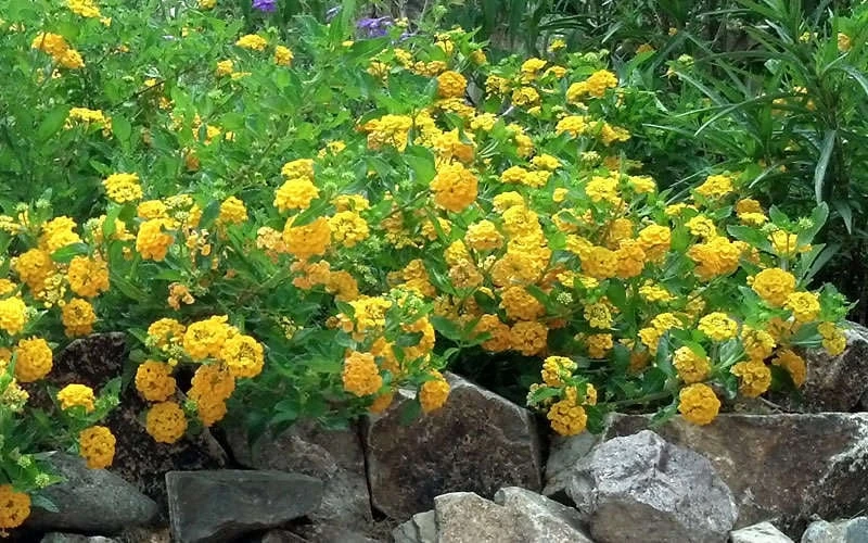 New Gold Hardy Lantana - 6 Pack Of 1 Gallon Pots 8 New Gold Hardy Lantana - 6 Pack Of 1 Gallon Pots - Image 6