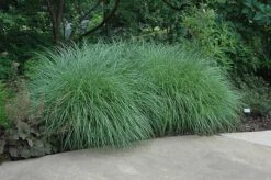 Little Kitten Dwarf Maiden Grass - Miscanthus Sinensis - 6 Pack Of 1 Gallon Pots -Plant Shop Picture Little Kitten Maiden Grass 2