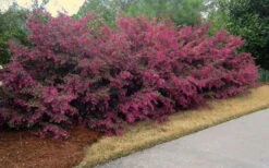 Plum Delight Loropetalum - Chinese Fringeflower - 3 Gallon Pot -Plant Shop Picture Loropetalum Plum Hedge