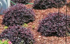 Purple Daydream Dwarf Loropetalum - 3 Gallon Pot -Plant Shop Picture Loropetalum Purple Daydream 3