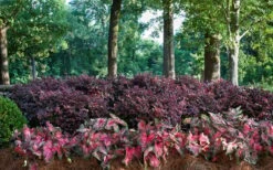 Purple Diamond Loropetalum - 6 Pack Of 1 Gallon Pots -Plant Shop Picture Loropetalum Purple Diamond Shrubs Background Hedge 1