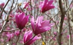 Ann Magnolia Tulip Tree - 2 Gallon Pot -Plant Shop Picture Magnolia Ann 1 1
