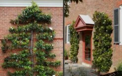 Little Gem Dwarf Southern Magnolia - 3 Gallon Pot (2.5-3.5') -Plant Shop Picture Magnolia Little Gem Espalier 2