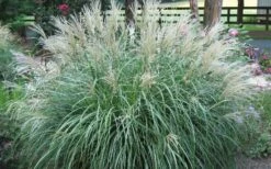 Adagio Dwarf Maiden Grass (Miscanthus Sinensis) - 6-Pack Of 1 Gallon Pots -Plant Shop Picture Maiden Grass Adagio Dwarf