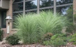Maiden Grass - Miscanthus Sinensis 'Gracillimus' - 3 Gallon Pot -Plant Shop Picture Maiden Grass Gracillimus 2