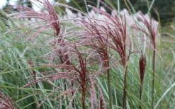 Maiden Grass - Miscanthus Sinensis 'Gracillimus' - 6 Pack Of 1 Gallon Pots -Plant Shop Picture Miscanthus Gracillimus Seed Heads