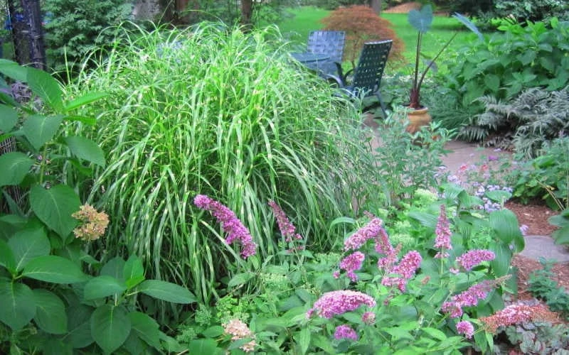 Little Zebra Grass - Miscanthus - 3 Gallon Pot 6 Little Zebra Grass - Miscanthus - 3 Gallon Pot - Image 4