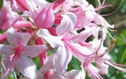 Varnadoes Phlox Pink Native Azalea - Rhododendron Canescens - 1 Gallon Pot -Plant Shop Picture Native Azalea Varnadoes Pink Phlox Closeup 1