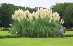 White Pampas Grass - 1 Gallon Pot -Plant Shop Picture Pampas Grass White 3