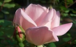 The Georgia Peach Shrub Rose - 1 Gallon Pot -Plant Shop Picture Rose Georgia Peach 2