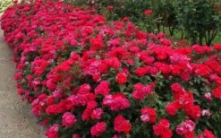 Original Red Knock Out Rose - 1 Gallon Pot -Plant Shop Picture Rose Knock Out Red 5