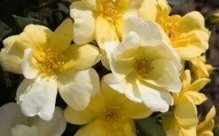 Sunny Yellow Knock Out Rose - 1 Gallon Pot 10 Sunny Yellow Knock Out Rose - 1 Gallon Pot -Plant Shop Picture Rose Knock Out Sunny 1 1