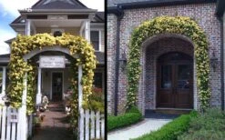 Lady Banks Yellow Rose - 3 Gallon Pot 17 Lady Banks Yellow Rose - 3 Gallon Pot -Plant Shop Picture Rose Lady Banks Entry Arch 2