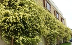 Lady Banks Yellow Rose - 2 Gallon Pot -Plant Shop Picture Rose Lady Banks Trellis 3