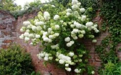 Chinese Snowball Viburnum Bush - 7 Gallon Pot (3-4') -Plant Shop Picture Viburnum Chinese Snowball Espalier 2