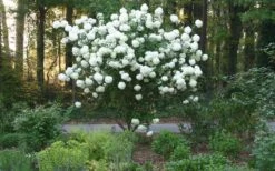 Chinese Snowball Viburnum Bush - 6 Pack Of 1 Gallon Pots -Plant Shop Picture Viburnum Chinese Snowball Tree 1 3