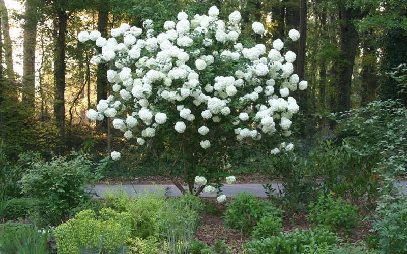 Chinese Snowball Viburnum Bush - 1 Gallon Pot 9 Chinese Snowball Viburnum Bush - 1 Gallon Pot - Image 7