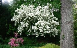 Chinese Snowball Viburnum Bush - 6 Pack Of 1 Gallon Pots -Plant Shop Picture Viburnum Chinese Snowball Tree 2 3