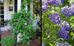 Amethyst Falls Wisteria Vine - 3 Gallon Pot -Plant Shop Picture Wisteria Amethyst Falls 2