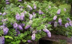 Amethyst Falls Wisteria Vine - 3 Gallon Pot -Plant Shop Picture Wisteria Amethyst Falls 5