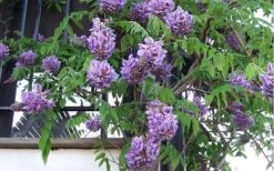Amethyst Falls Wisteria Vine - 3 Gallon Pot -Plant Shop Picture Wisteria Amethyst Falls Vine 1