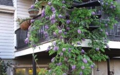 Amethyst Falls Wisteria Vine - 3 Gallon Pot -Plant Shop Picture Wisteria Amethyst Falls Vine
