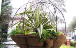 Color Guard Yucca - 6 Pack Of 1 Gallon Pots 16 Color Guard Yucca - 6 Pack Of 1 Gallon Pots -Plant Shop Picture Yucca Color Guard Basket 1