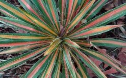 Color Guard Yucca - 1 Gallon Pot 14 Color Guard Yucca - 1 Gallon Pot -Plant Shop Picture Yucca Color Guard Fall Color 2