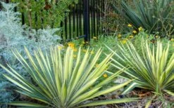 Color Guard Yucca - 6 Pack Of 1 Gallon Pots 17 Color Guard Yucca - 6 Pack Of 1 Gallon Pots -Plant Shop Picture Yucca Color Guard Landscape
