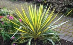 Color Guard Yucca - 6 Pack Of 1 Gallon Pots 13 Color Guard Yucca - 6 Pack Of 1 Gallon Pots -Plant Shop Picture Yucca Color Guard Plant