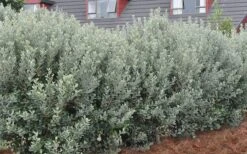 Bambina Dwarf Pineapple Guava (Feijoa Sellowiana ' Tharfiona') - 3 Gallon Pot -Plant Shop Pineapple Guava Hedge