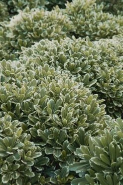 Mojo Dwarf Variegated Pittosporum - 2 Gallon Pot -Plant Shop Pittosporum Mojo 11 1