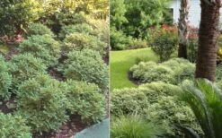 Mojo Dwarf Variegated Pittosporum - 1 Gallon Pot -Plant Shop Pittosporum Mojo 6