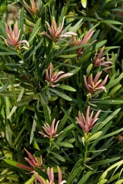 Mood Ring Podocarpus Macrophyllus - 2 Gallon Pot 10 Mood Ring Podocarpus Macrophyllus - 2 Gallon Pot -Plant Shop Podocarpus Mood Ring 1