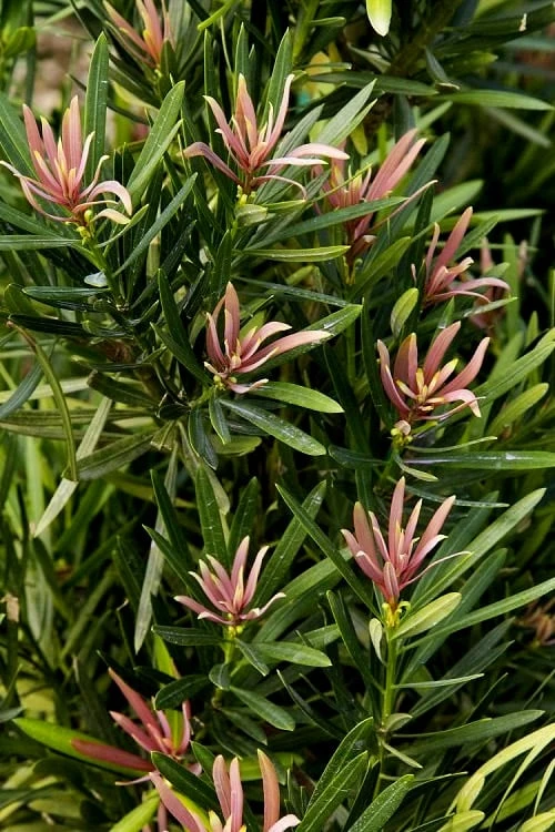 Mood Ring Podocarpus Macrophyllus - 2 Gallon Pot 6 Mood Ring Podocarpus Macrophyllus - 2 Gallon Pot - Image 4