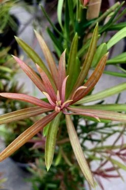 Mood Ring Podocarpus Macrophyllus - 2 Gallon Pot 11 Mood Ring Podocarpus Macrophyllus - 2 Gallon Pot -Plant Shop Podocarpus Mood Ring 2