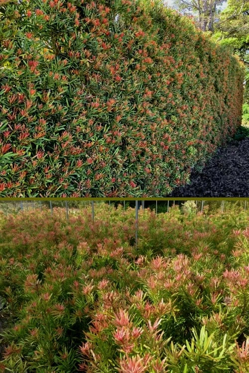 Mood Ring Podocarpus Macrophyllus - 2 Gallon Pot 3 Mood Ring Podocarpus Macrophyllus - 2 Gallon Pot