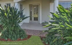 Pringles Dwarf Podocarpus Yew - 6 Pack Of 1 Gallon Pots -Plant Shop Podocarpus Pringles 21