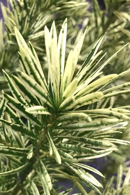 Roman Candles Podocarpus Macrophyllus - 2 Gallon Pot 7 Roman Candles Podocarpus Macrophyllus - 2 Gallon Pot - Image 5