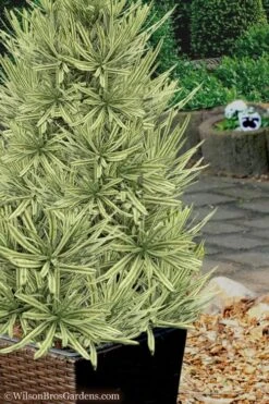 Roman Candles Podocarpus Macrophyllus - 2 Gallon Pot 10 Roman Candles Podocarpus Macrophyllus - 2 Gallon Pot -Plant Shop Podocarpus Roman Candle 7