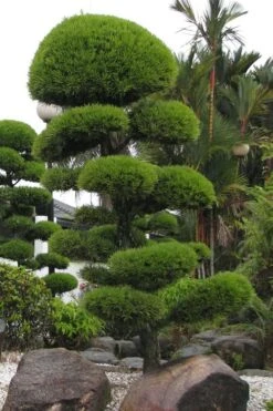 Podocarpus Macrophyllus Upright Yew - 6 Pack Of 1 Gallon Pots -Plant Shop Podocarpus Upright Yew 10