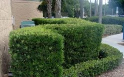 Podocarpus Macrophyllus Upright Yew - 6 Pack Of 1 Gallon Pots -Plant Shop Podocarpus Upright Yew 11