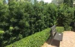 Podocarpus Macrophyllus Upright Yew - 6 Pack Of 1 Gallon Pots -Plant Shop Podocarpus Upright Yew 12