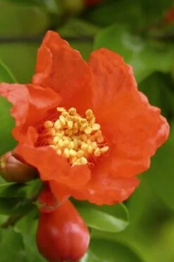 Austin Pomegranate - 3 Gallon Pot -Plant Shop Pomegranate Salavatski 3