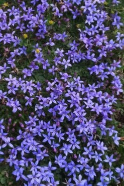 County Park Pratia (Blue Star Creeper) - 10 Pack Of 4" Pots -Plant Shop Pratia Country Park Blue Star Creeper 4