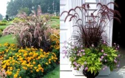 Purple Fountain Grass (Pennisetum Rubrum) - 2.5 Quart Pot -Plant Shop Purple Dountain Grass Beds Containers