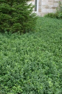 Purple Wintercreeper - Euonymus Fortunei Coloratus - 3 Pack Of Pint Pots -Plant Shop Purple Wintercreeper 5